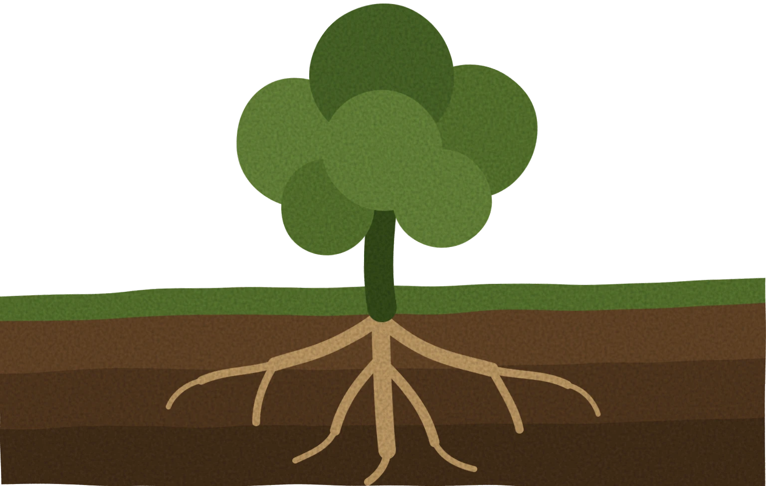 A tree planted with deep roots shown underground